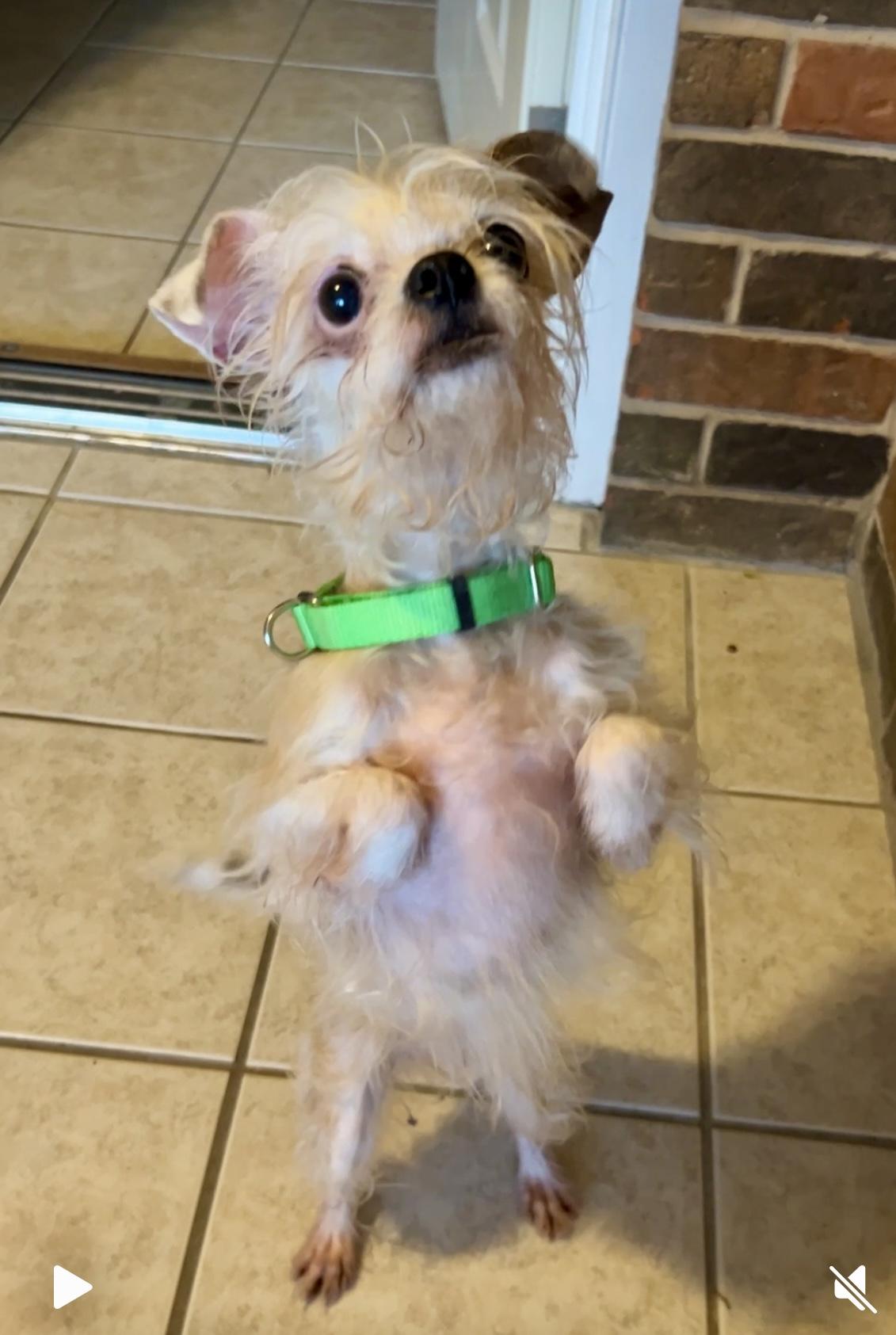 Enlarge Mandy, a Adoptable mixed breed in Granbury, TX image 5/6