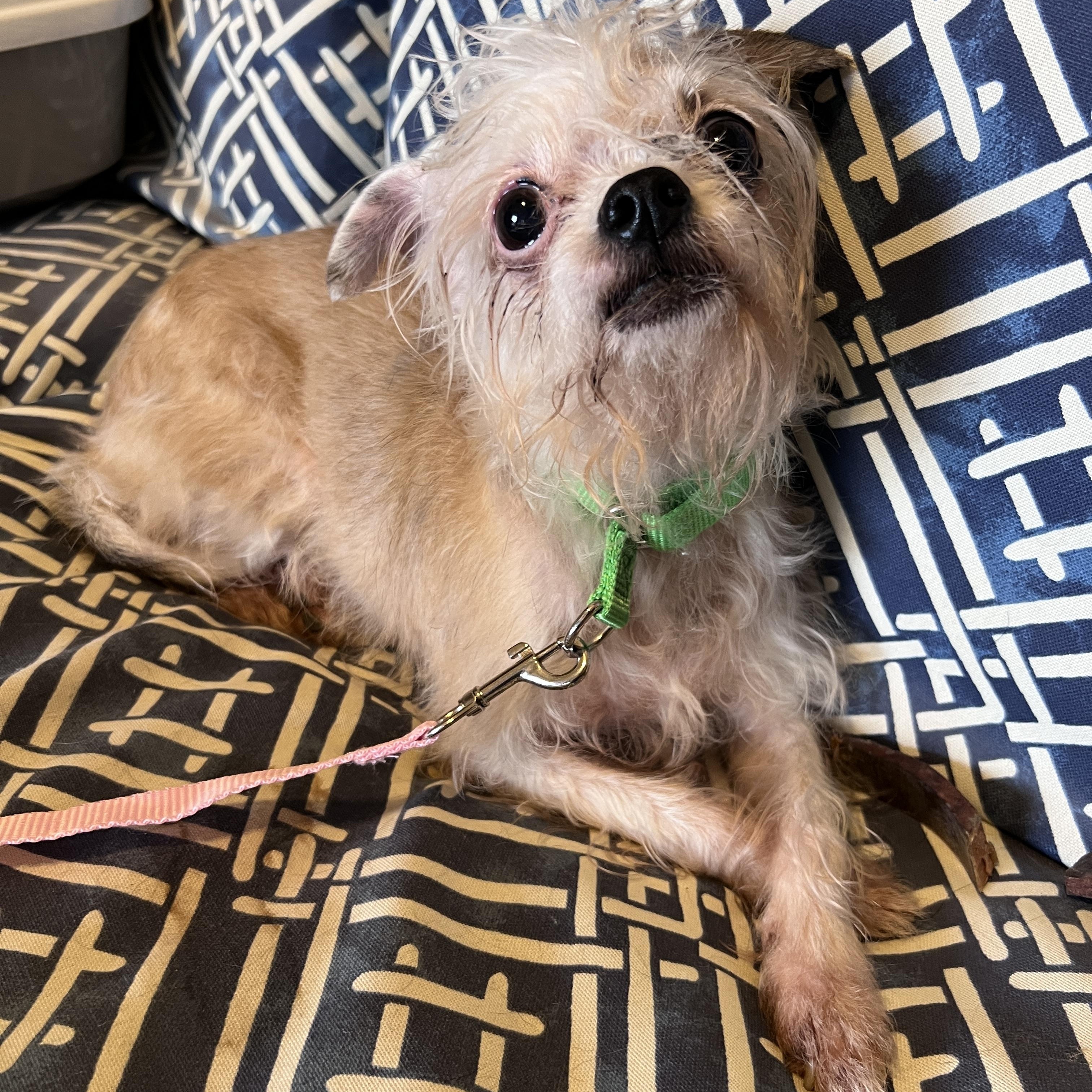 Enlarge Mandy, a Adoptable mixed breed in Granbury, TX image 6/6