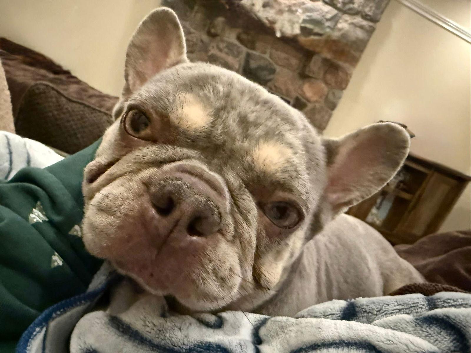 Enlarge Dot 4484, a Adopted French Bulldog in Pickering, ON image 1/2