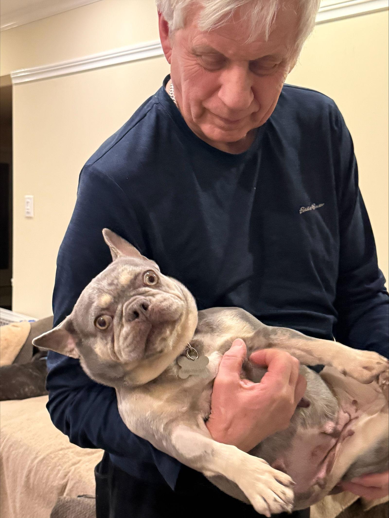 Enlarge Dot 4484, a Adopted French Bulldog in Pickering, ON image 2/2