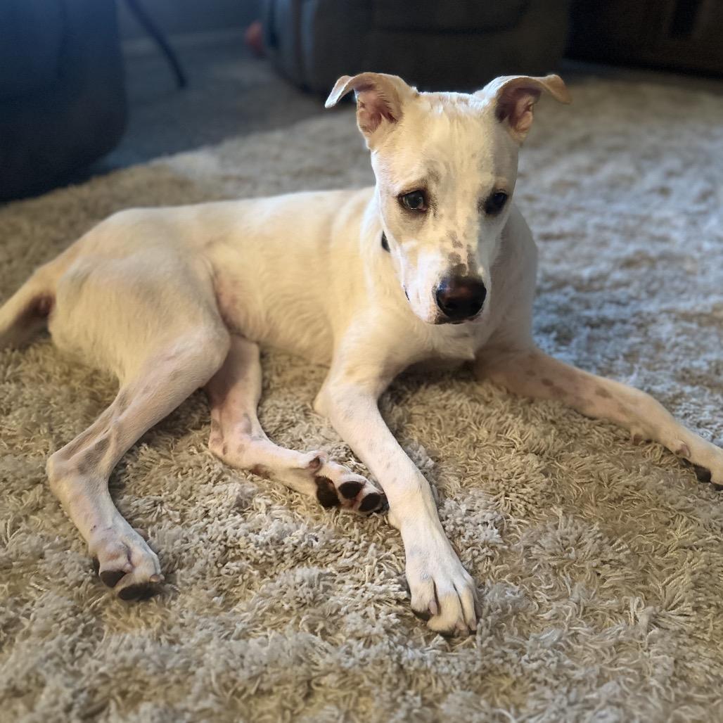 Toby, a Adoptable mixed breed in Phoenix, AZ image 1/6