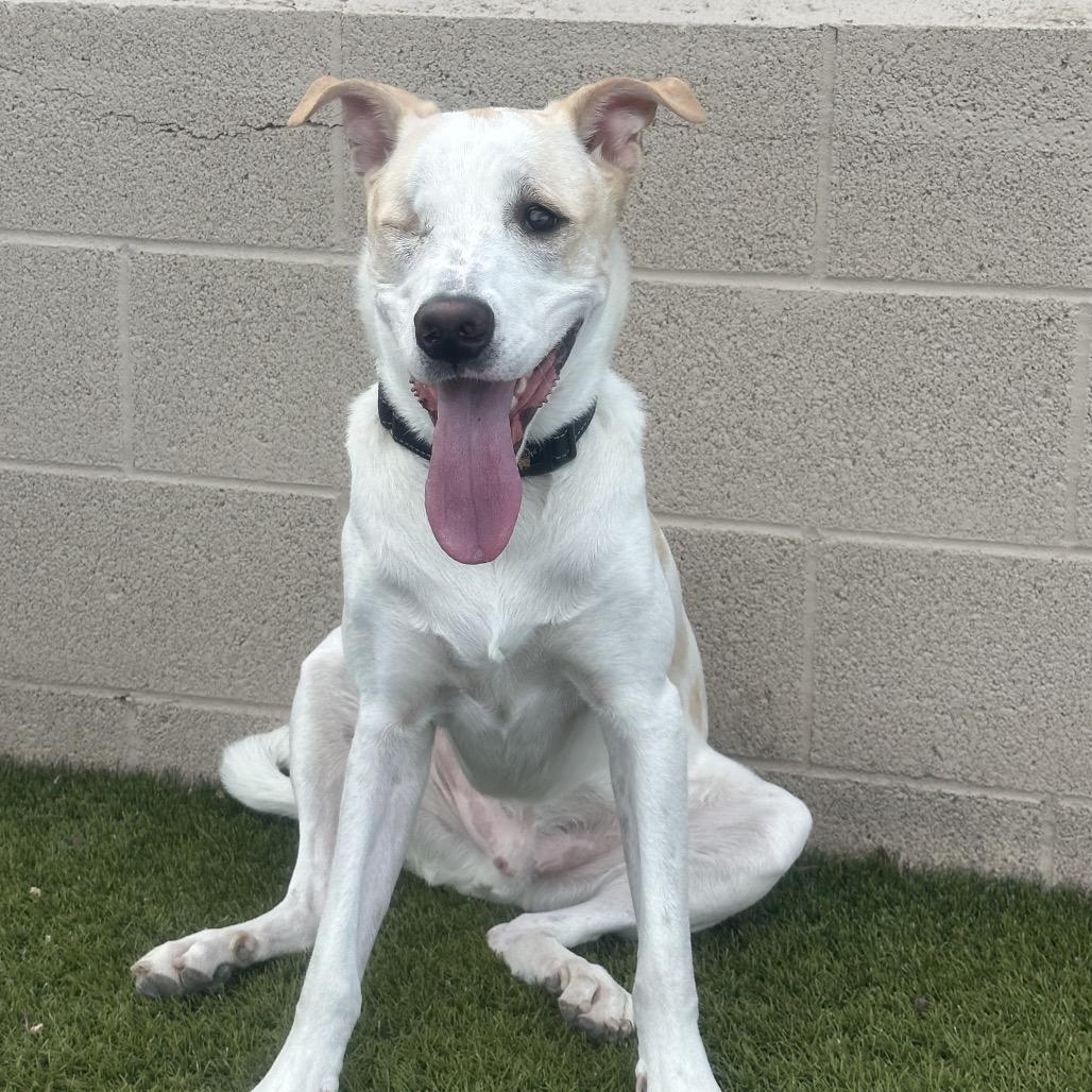 Toby, Adoptable, Adult Male German Shepherd Dog.