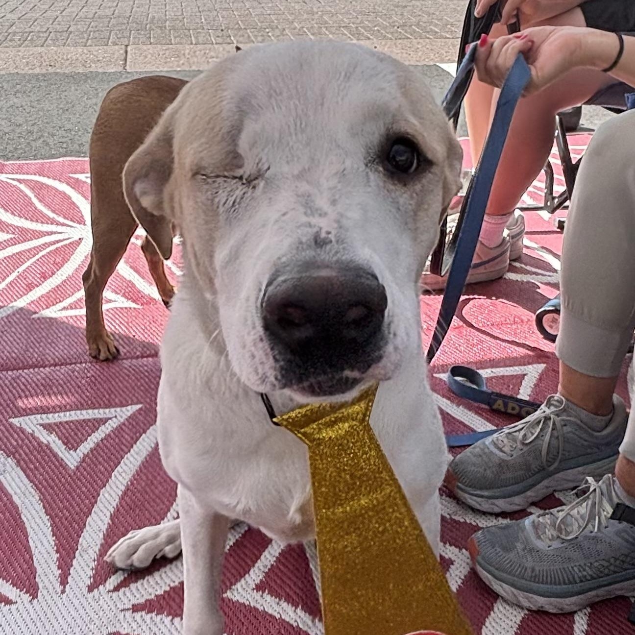 Enlarge Toby, a Adoptable mixed breed in Phoenix, AZ image 6/6