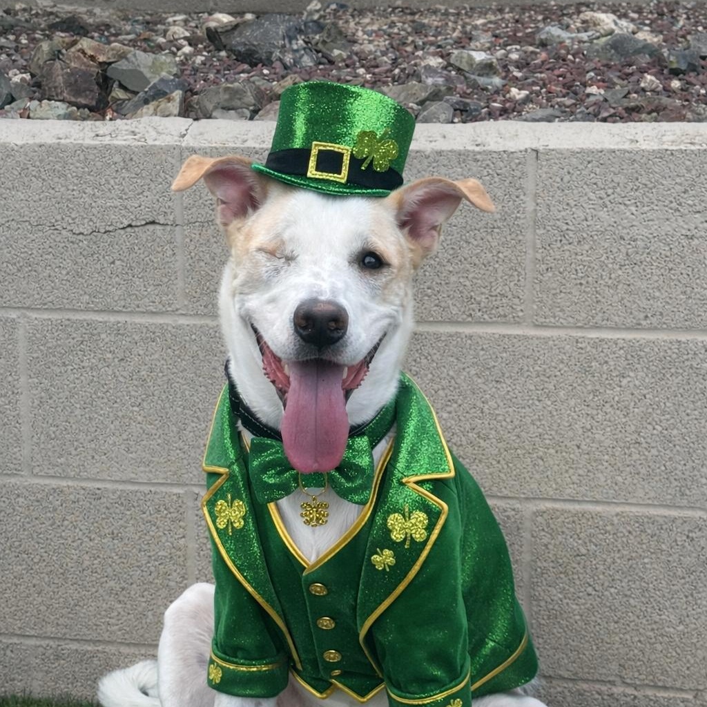 Enlarge Toby, a Adoptable mixed breed in Phoenix, AZ image 1/6