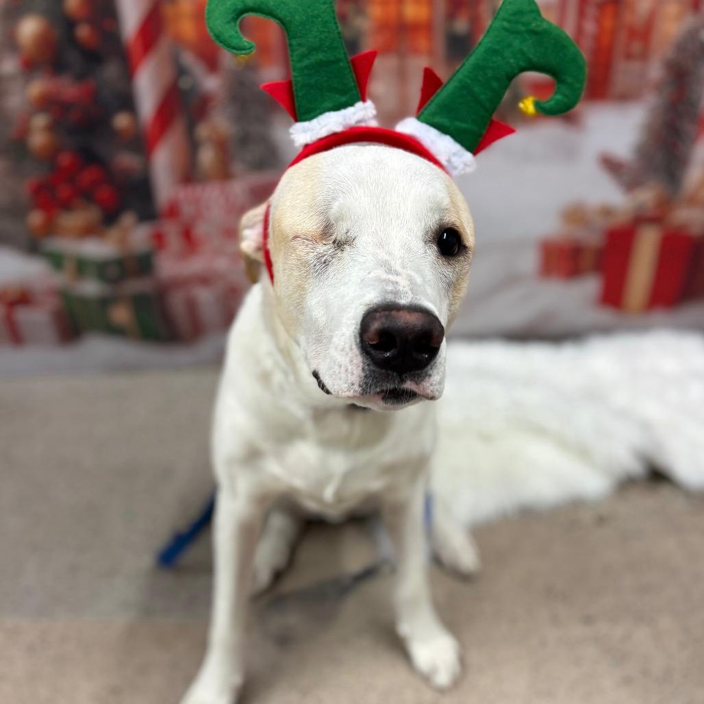 Enlarge Toby, a Adoptable mixed breed in Phoenix, AZ image 2/5