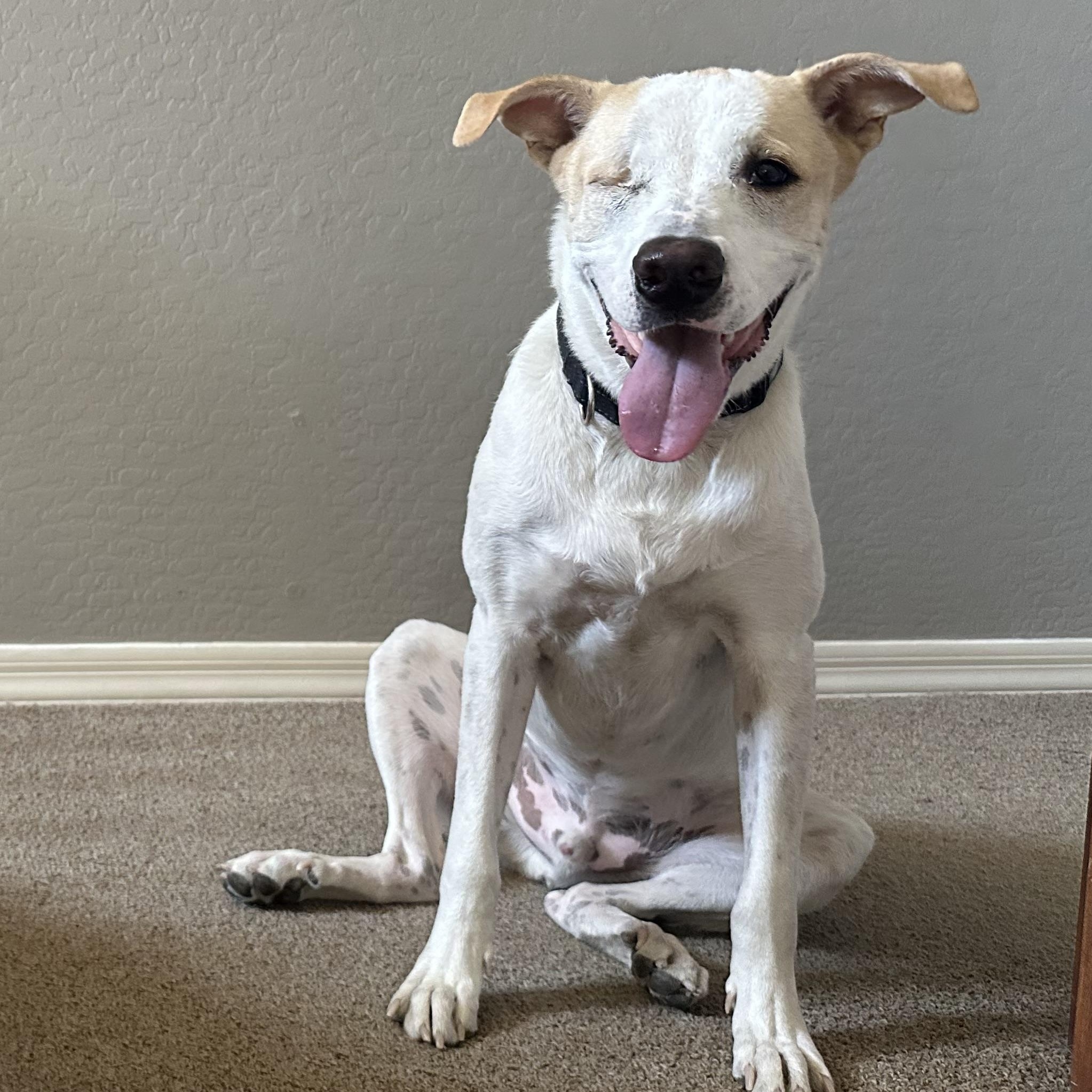 Toby, a Adoptable mixed breed in Phoenix, AZ image 5/5