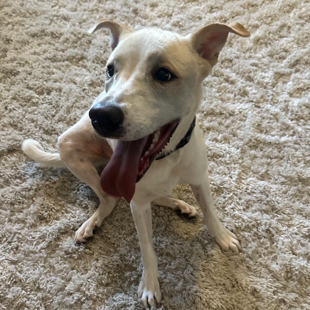 Toby, a Adoptable mixed breed in Phoenix, AZ image 3/6