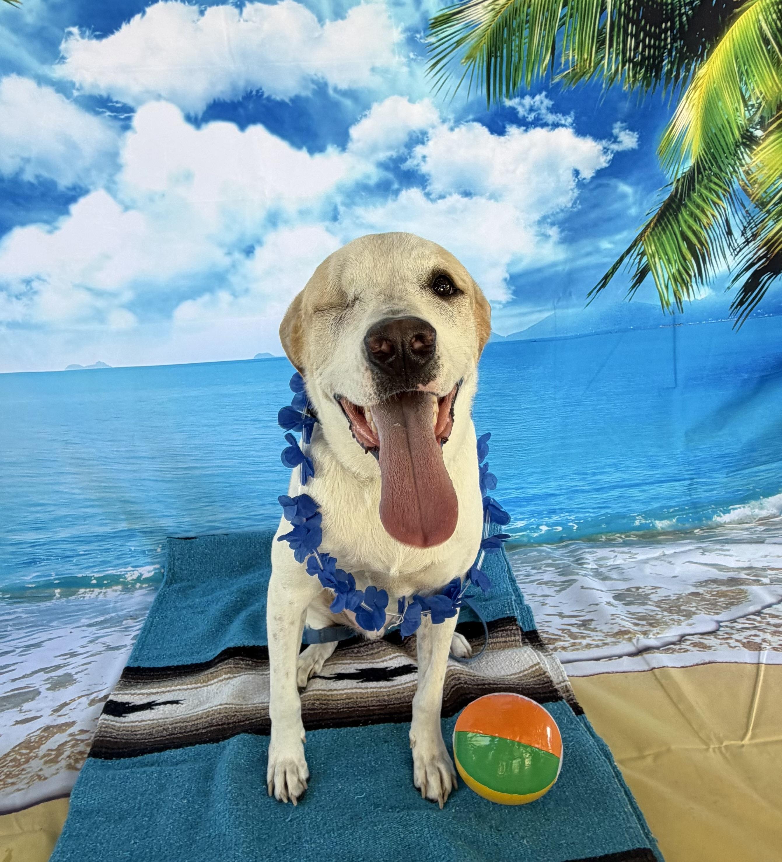 Toby, Adoptable, Adult Male German Shepherd Dog.