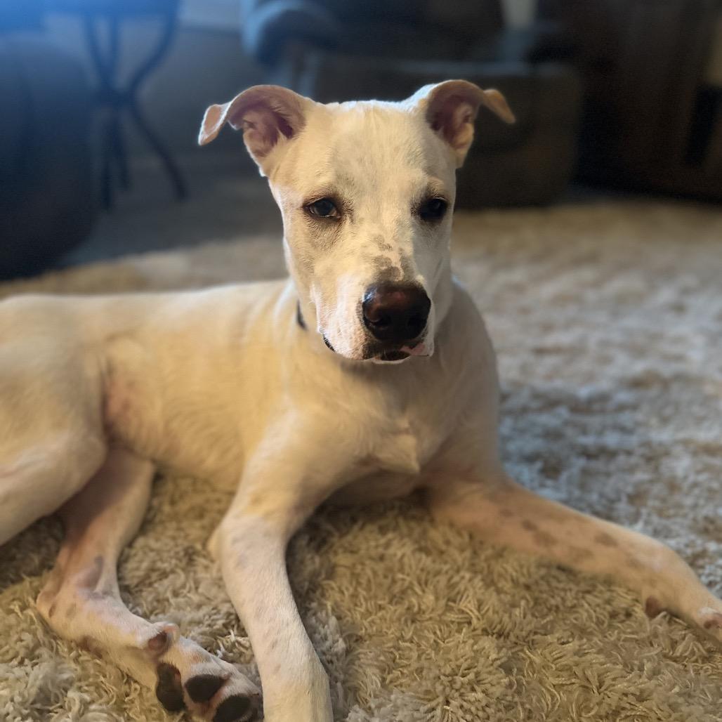 Toby, a Adoptable mixed breed in Phoenix, AZ image 4/6