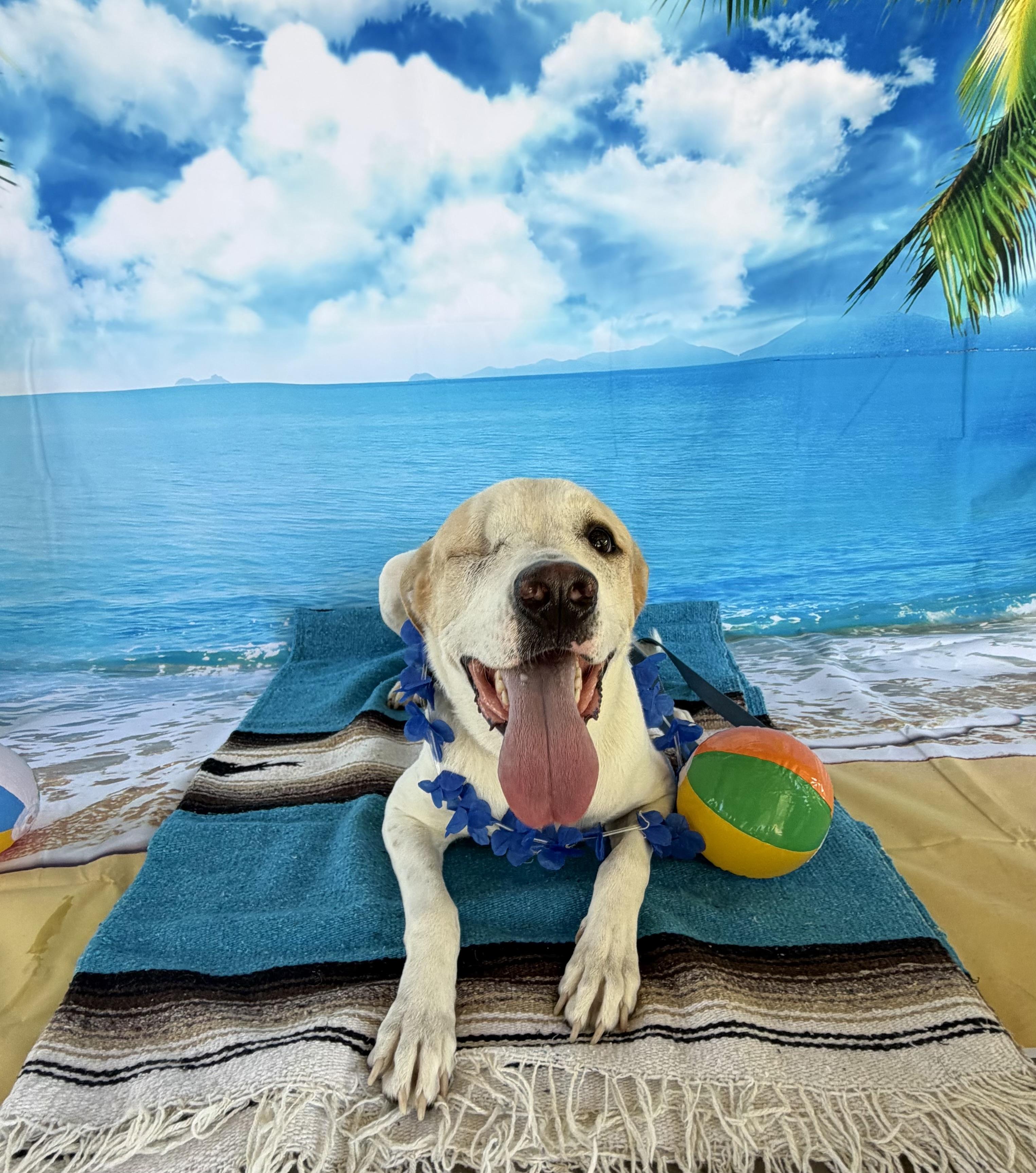 Enlarge Toby, a Adoptable mixed breed in Phoenix, AZ image 6/6