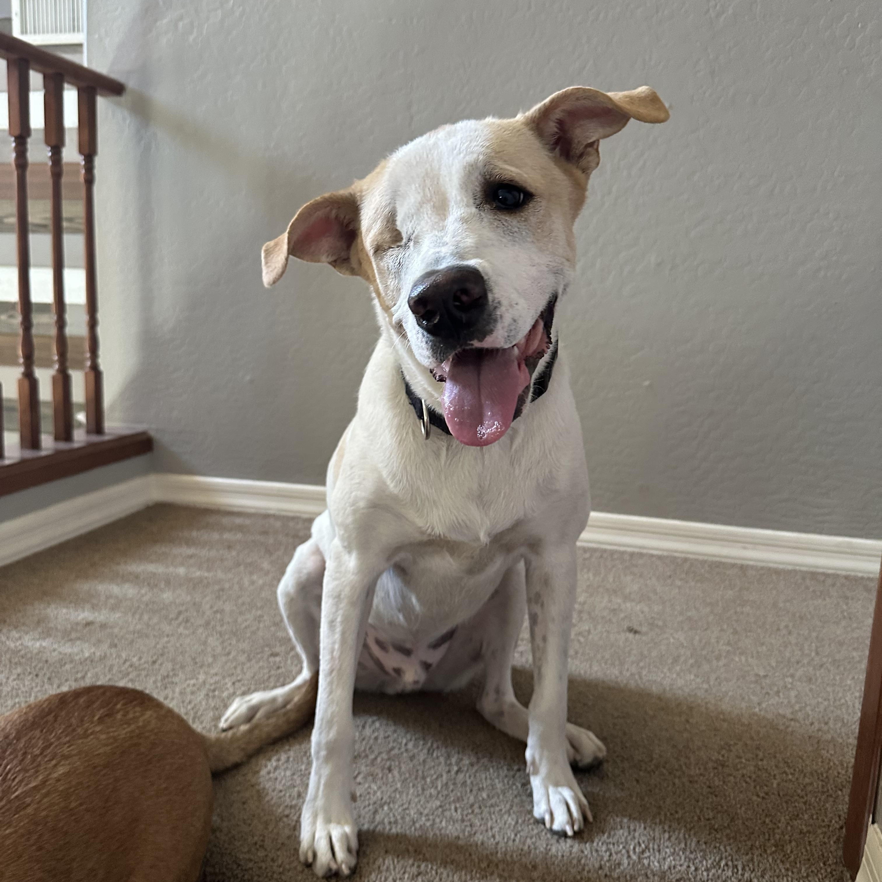 Toby, Adoptable, Adult Male German Shepherd Dog.