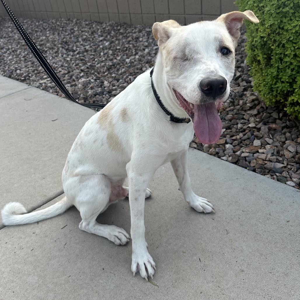 Enlarge Toby, a Adoptable mixed breed in Phoenix, AZ image 3/5