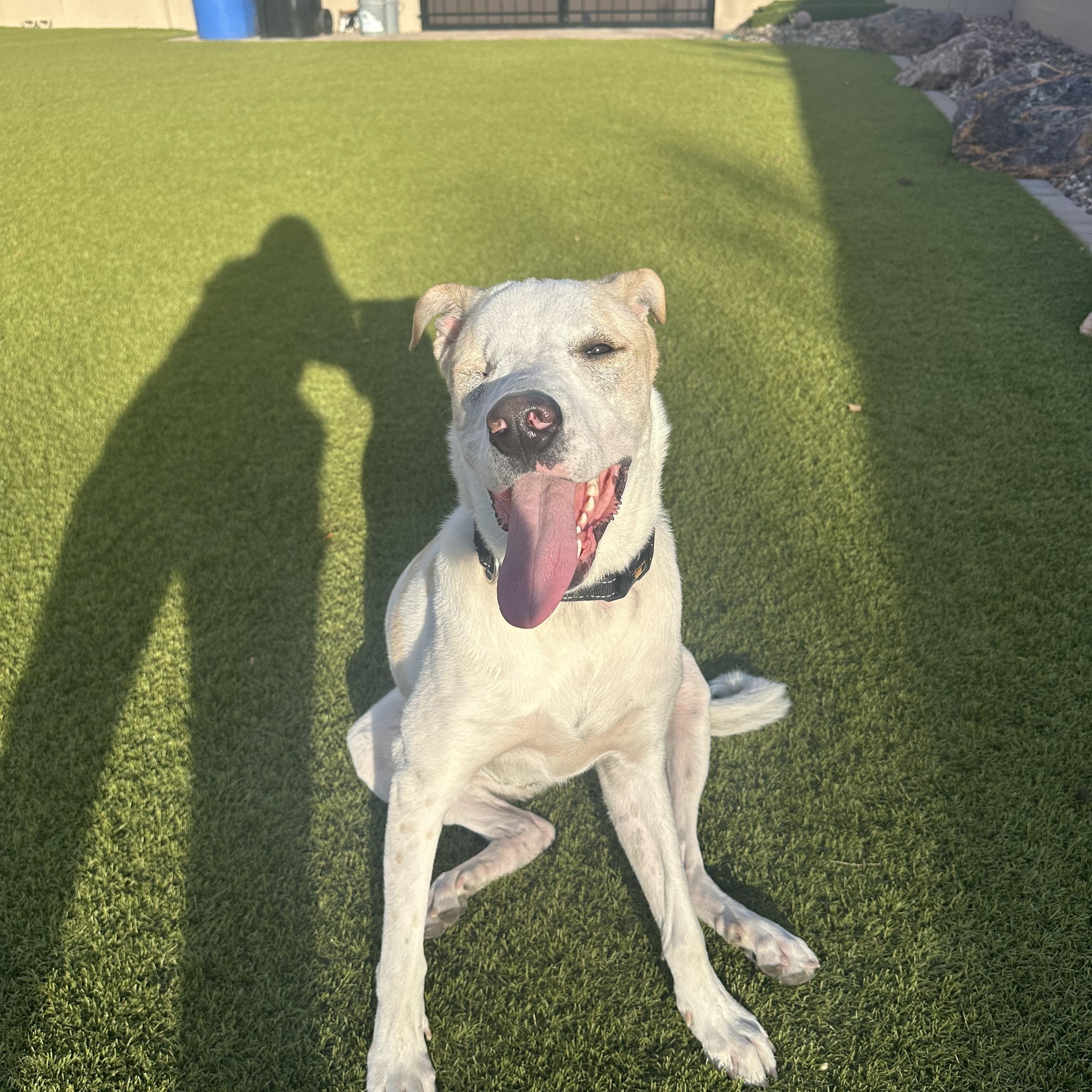 Enlarge Toby, a Adoptable mixed breed in Phoenix, AZ image 2/6