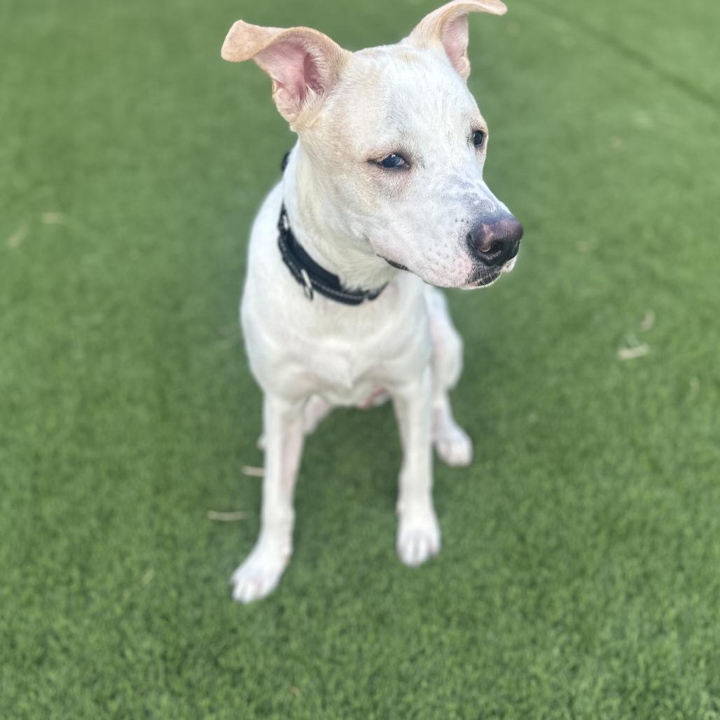 Toby, a Adoptable mixed breed in Phoenix, AZ image 5/6