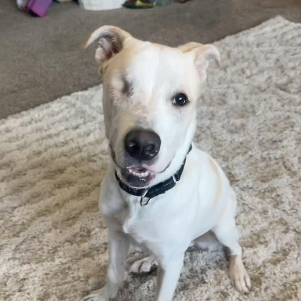 Toby, Adoptable, Adult Male German Shepherd Dog.