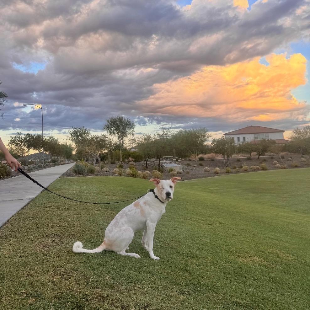 Enlarge Toby, a Adoptable mixed breed in Phoenix, AZ image 5/5