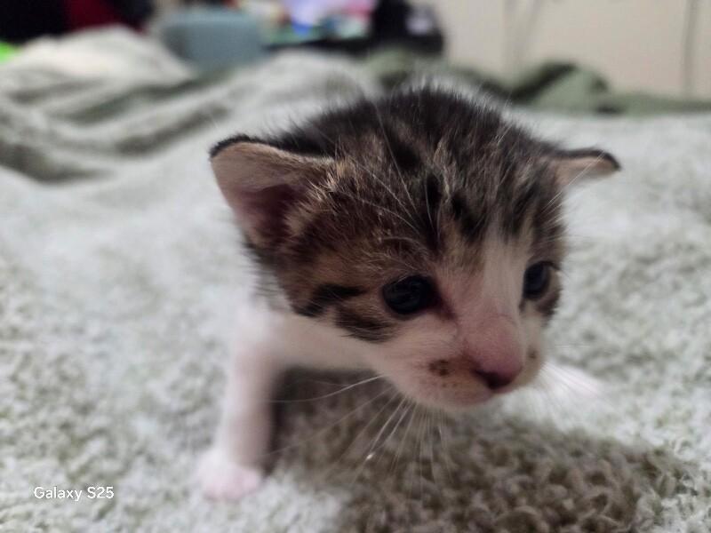 Emily, a Adoptable Domestic Short Hair in Kennewick, WA image 1/5