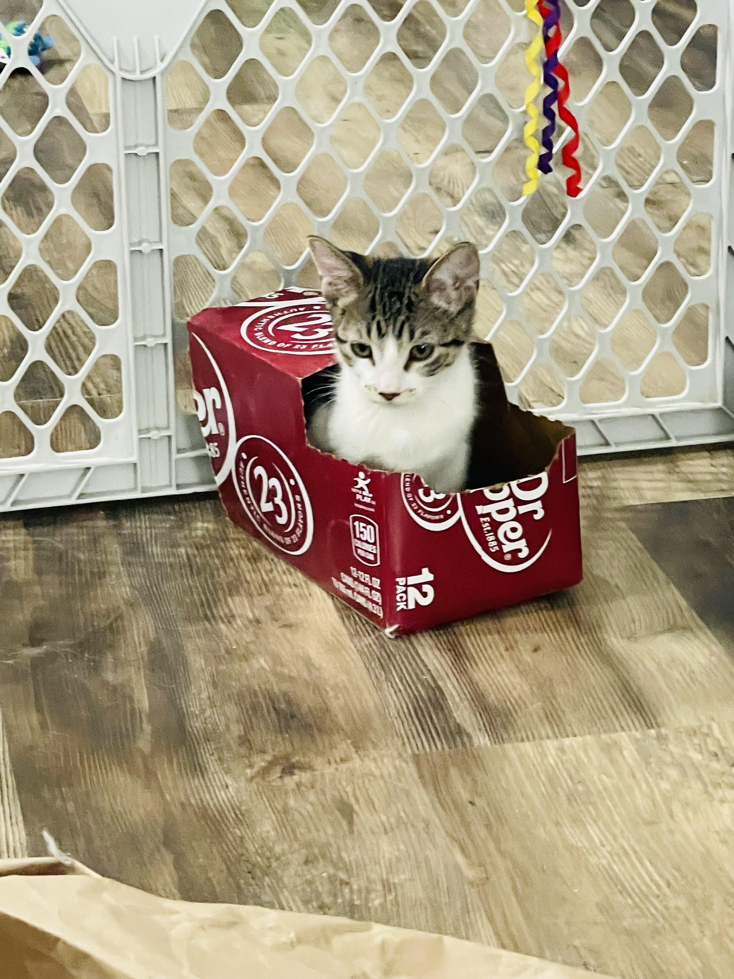 Emily, Adoptable, Young Female Domestic Short Hair.