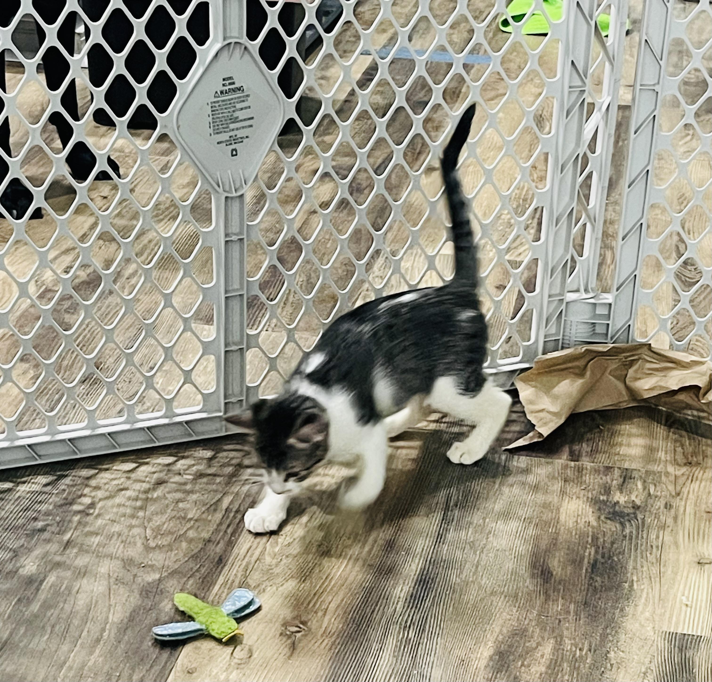 Emily, a Adoptable Domestic Short Hair in Kennewick, WA image 3/5