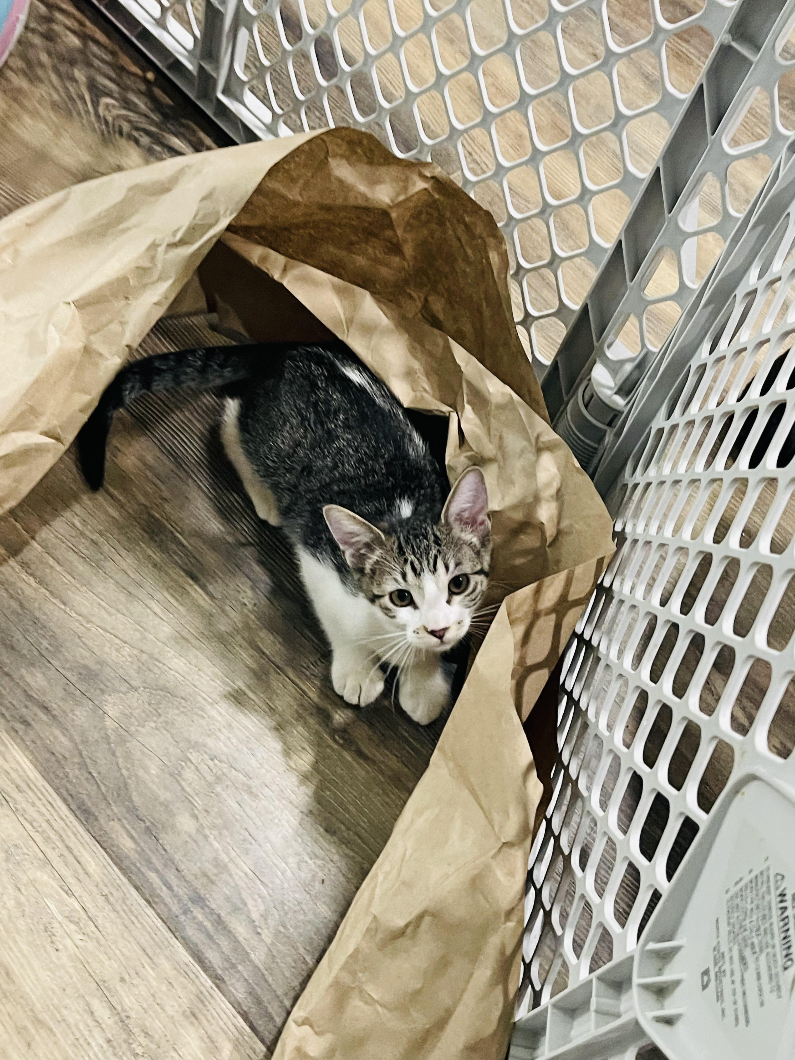 Emily, a Adoptable Domestic Short Hair in Kennewick, WA image 4/5