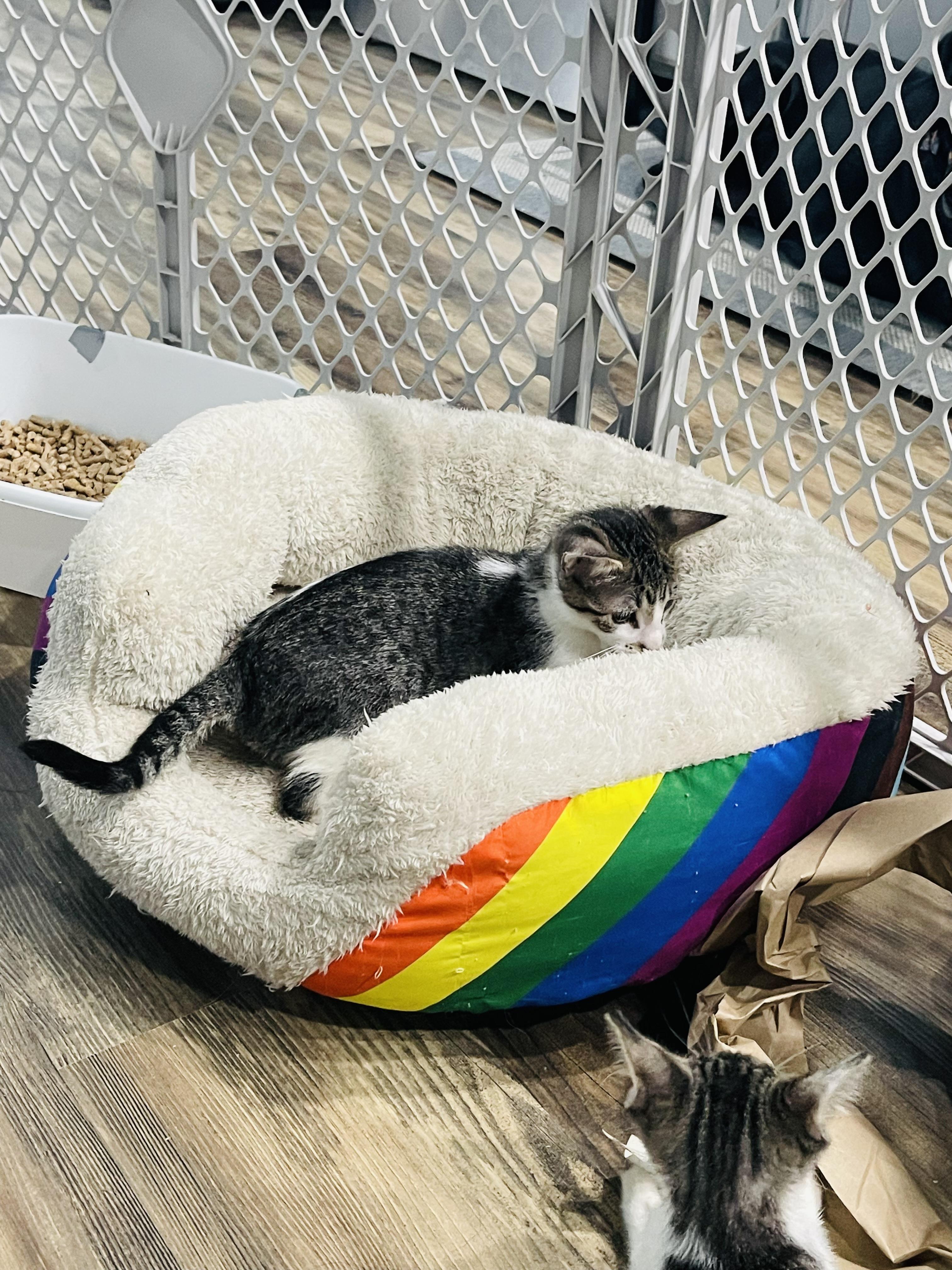 Emily, a Adoptable Domestic Short Hair in Kennewick, WA image 5/5