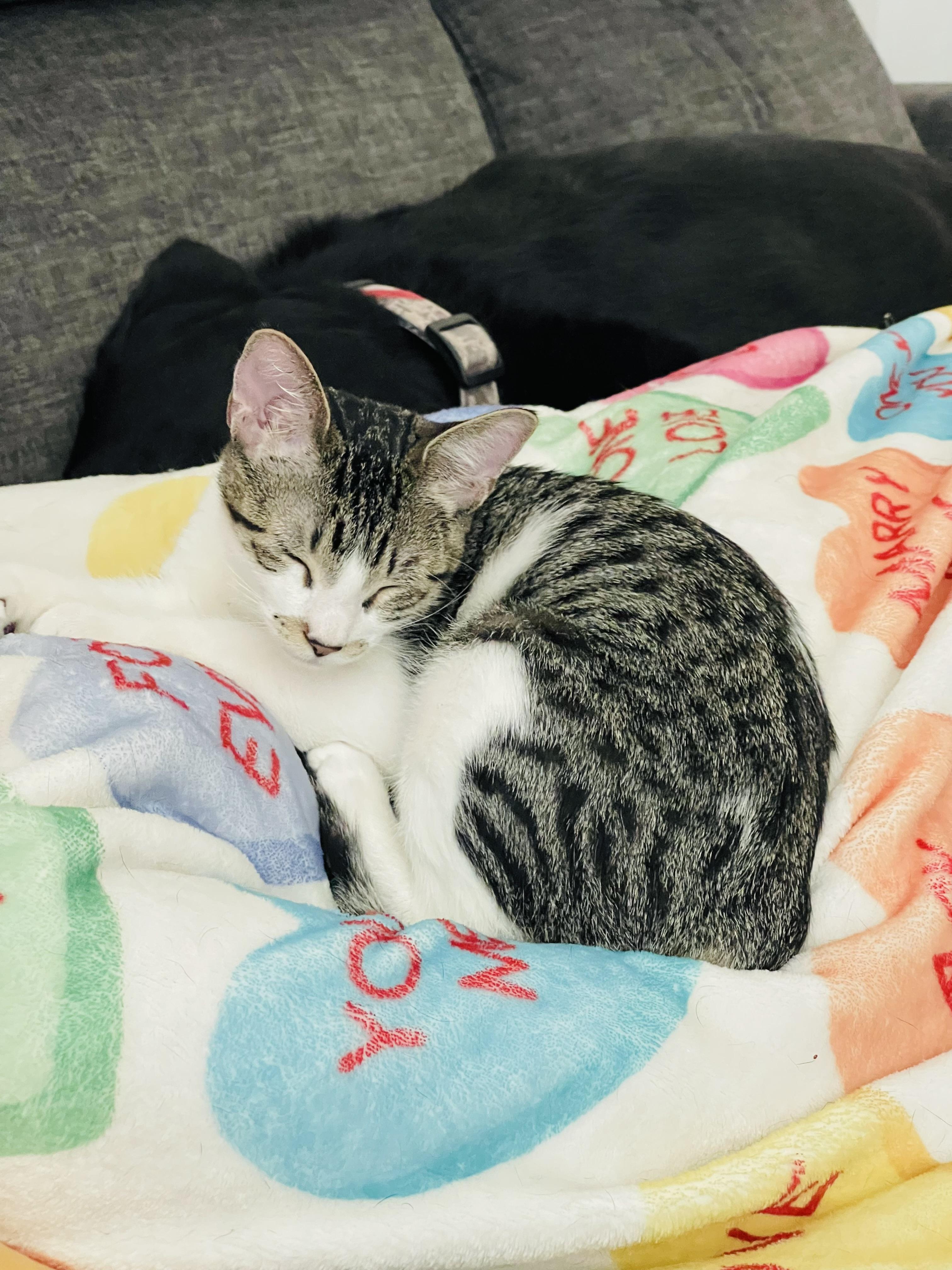 Enlarge Emily, a Adoptable Domestic Short Hair in Kennewick, WA image 2/6