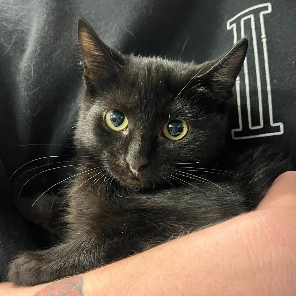 Void (Halloween Fright Duo) in Walkersville, MD, Adoptable, Kitten Male Domestic Short Hair.