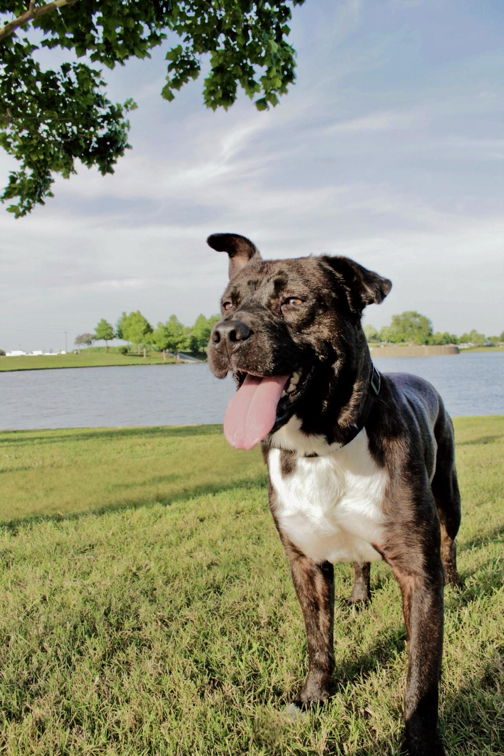 Enlarge Chocolate, a Adoptable mixed breed in Fort Worth, TX image 3/5