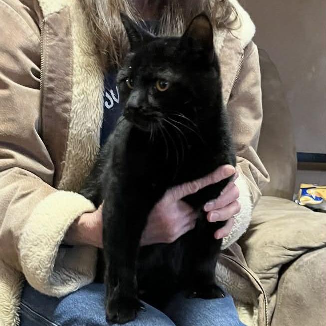 Black Panther, Adoptable, Young Male Domestic Short Hair & Domestic Short Hair.
