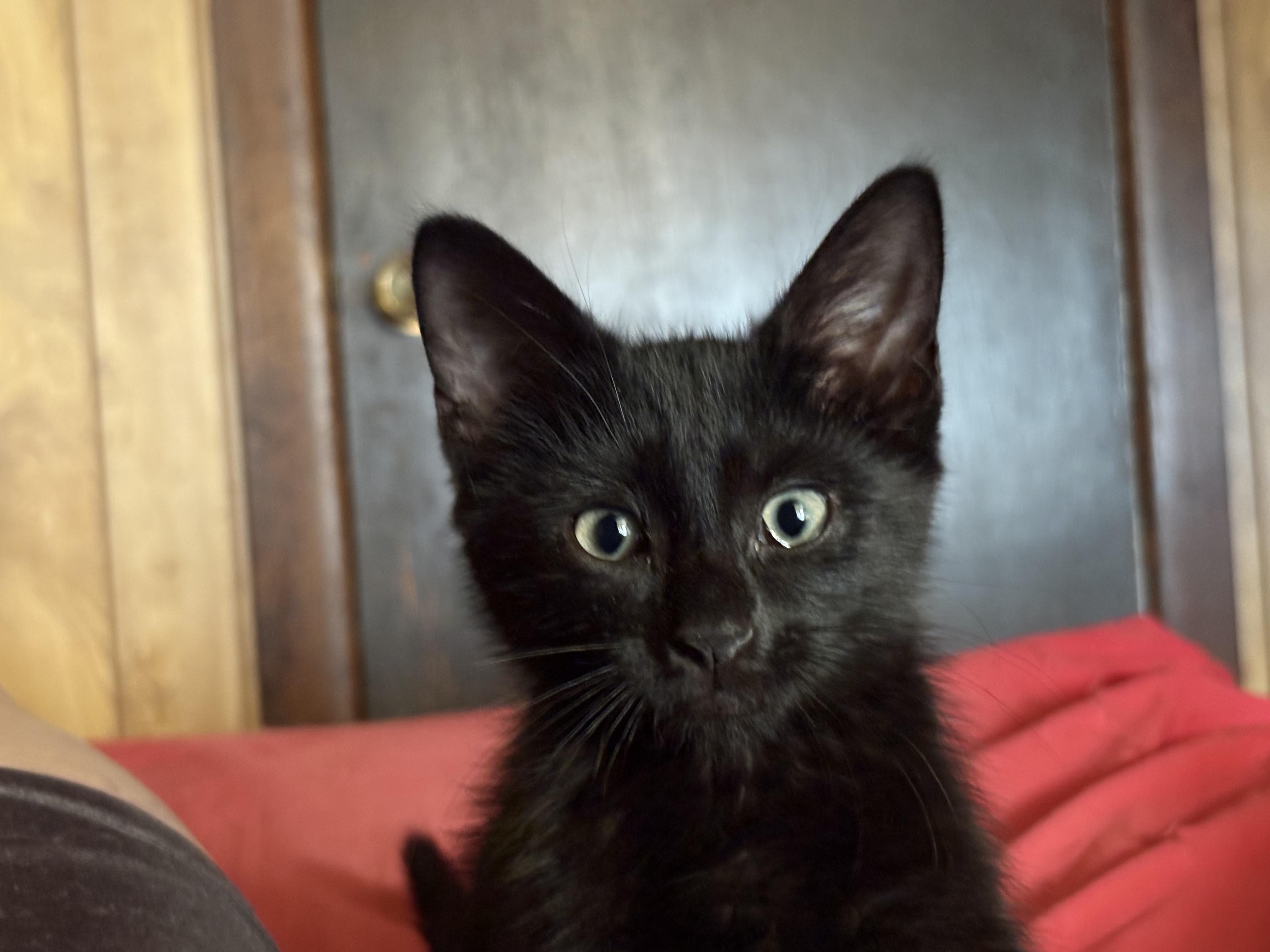 Frankie, ADOPTABLE, Kitten Male Domestic Short Hair.