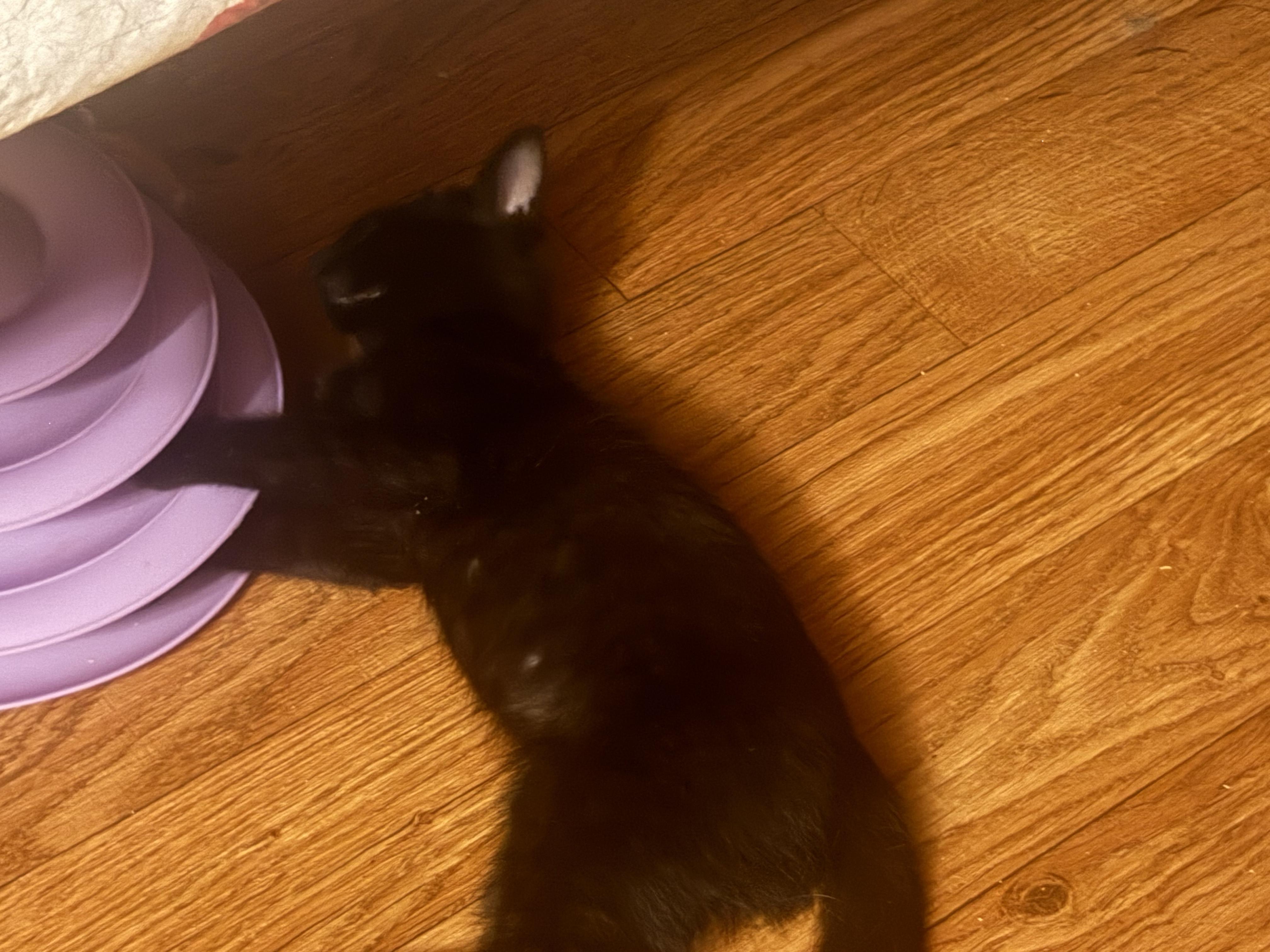 Enlarge Frankie, a ADOPTABLE Domestic Short Hair in South Ozone Park, NY image 5/5