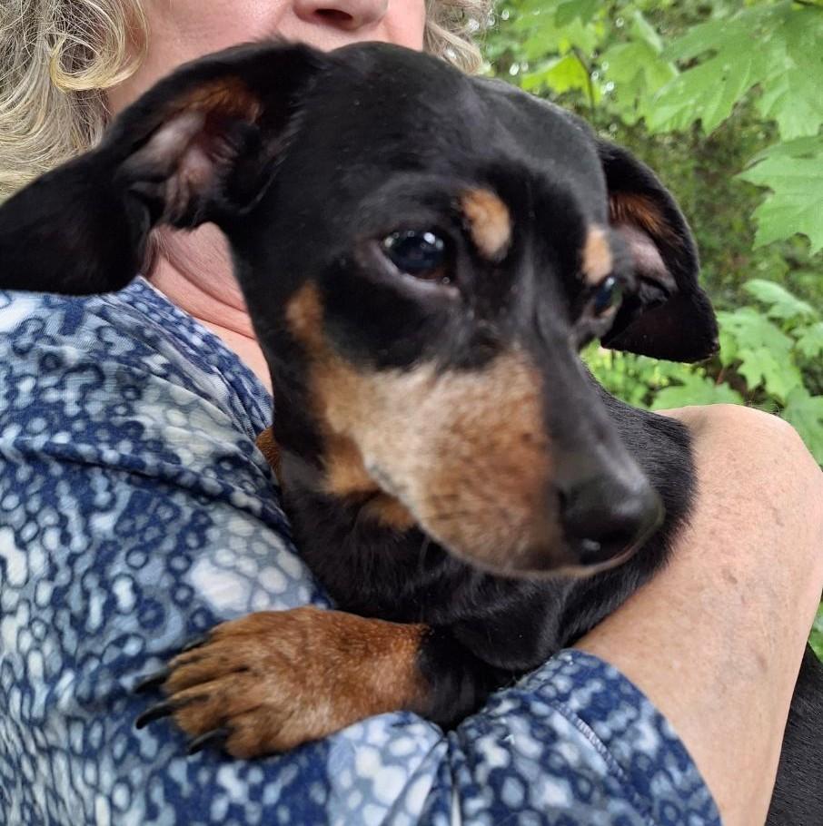 Enlarge Maddie, an adopted mixed breed in Salem, OR image 1/1