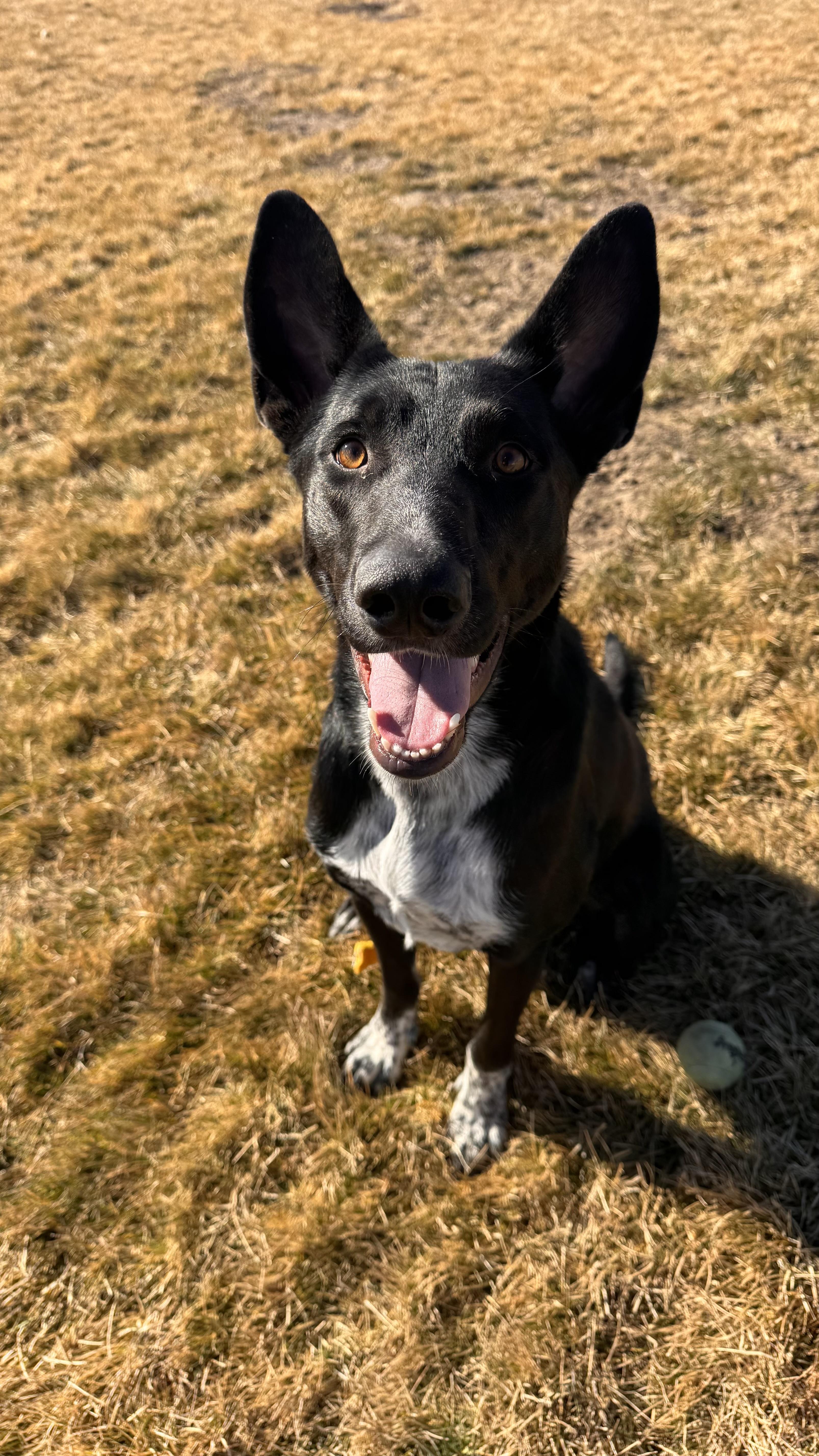 Bear, ADOPTABLE, Adult Male Border Collie & Australian Cattle Dog / Blue Heeler.
