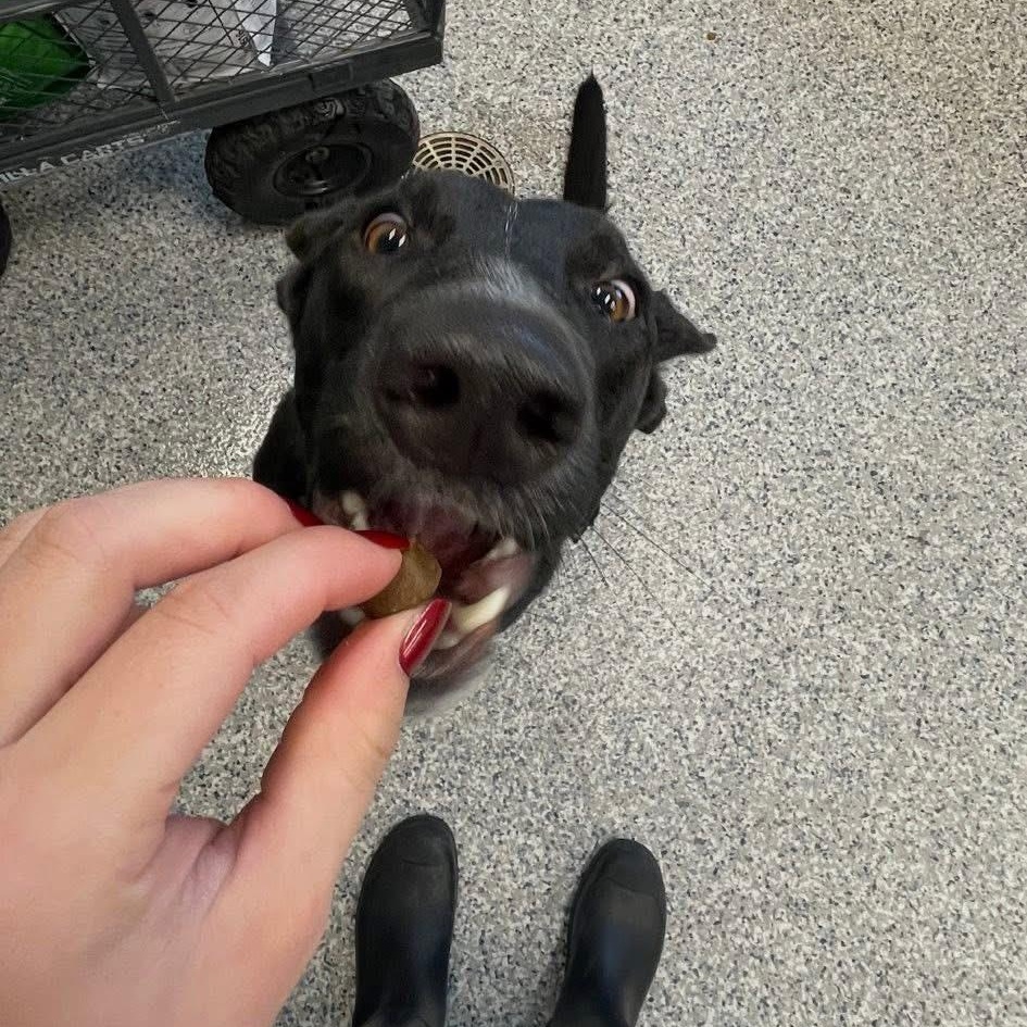Bear, ADOPTABLE, Adult Male Border Collie & Australian Cattle Dog / Blue Heeler.