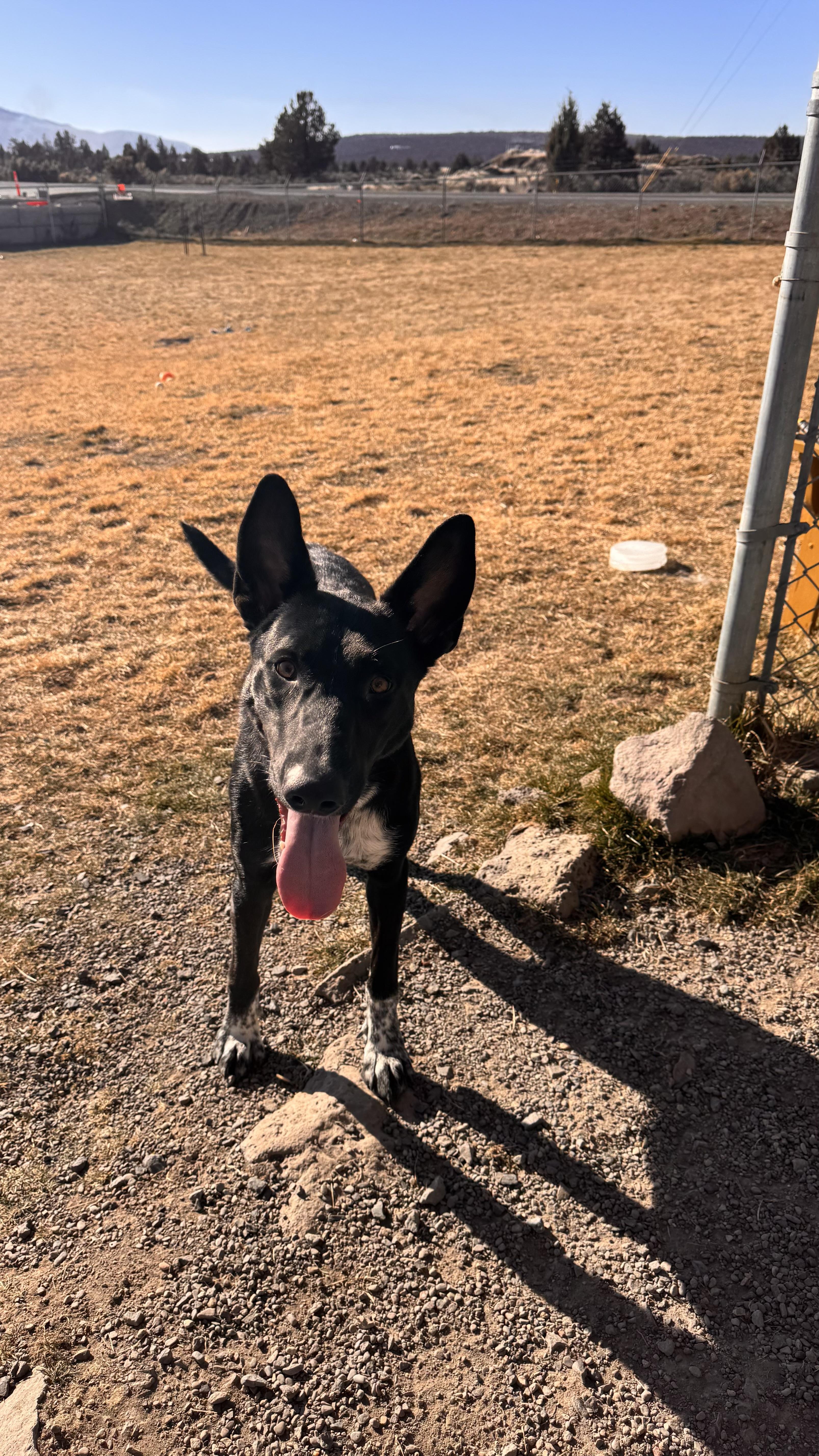 Enlarge Bear, a ADOPTABLE mixed breed in Prineville, OR image 3/6