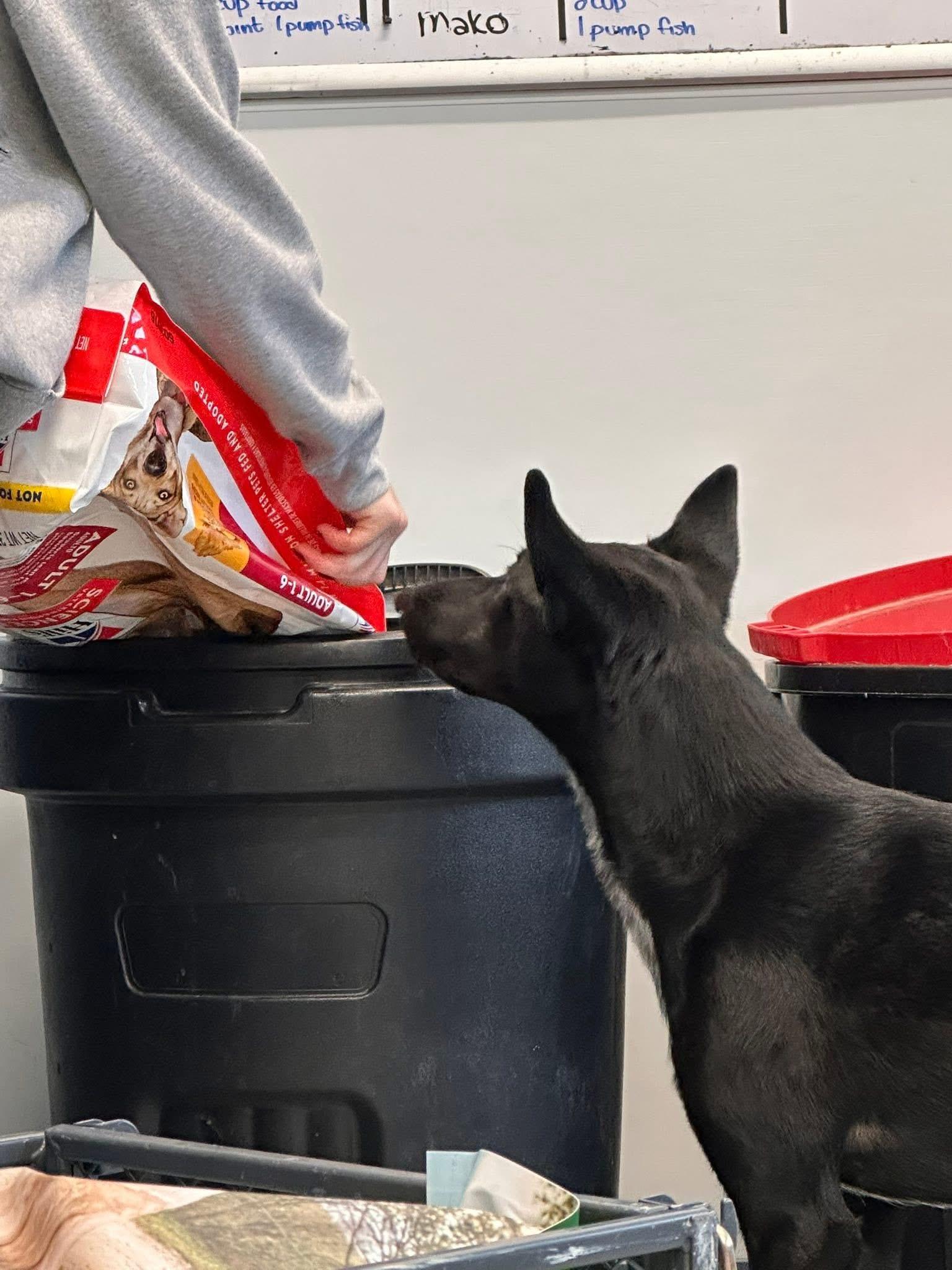 Enlarge Bear, a ADOPTABLE mixed breed in Prineville, OR image 3/3