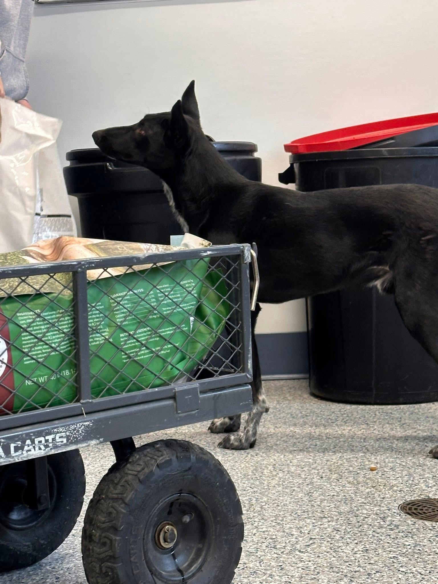 Enlarge Bear, a ADOPTABLE mixed breed in Prineville, OR image 2/3