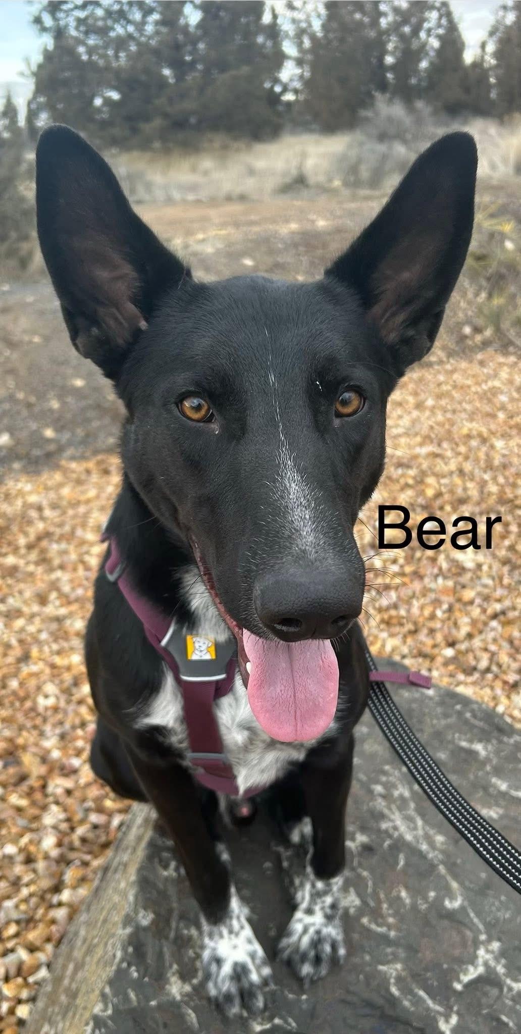 Enlarge Bear, a ADOPTABLE mixed breed in Prineville, OR image 4/6