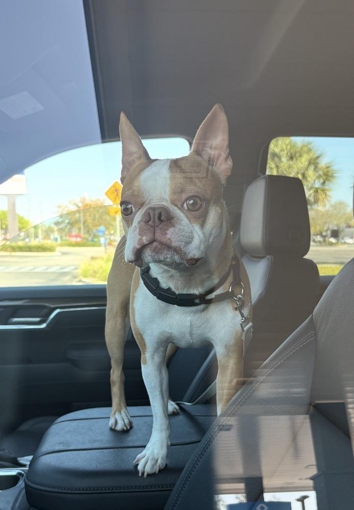 Alvin Simon Theodore - AKA Simon - Tampa FL, Adoptable, Young Male Boston Terrier.