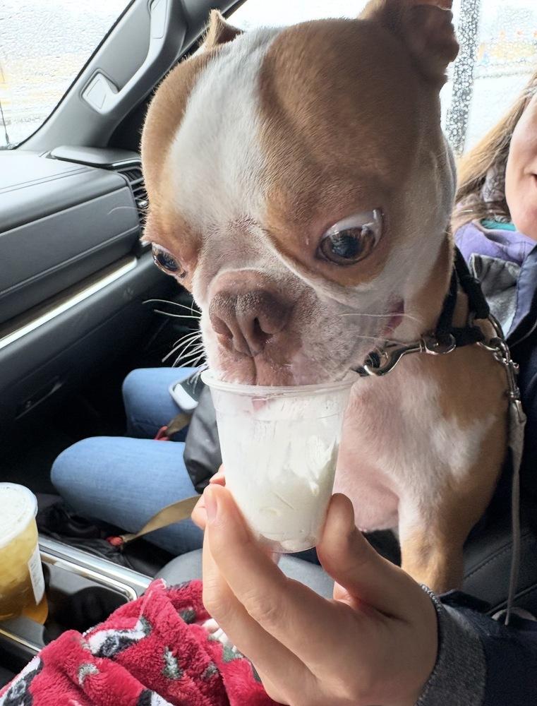 Enlarge Alvin Simon Theodore - AKA Simon - Tampa FL, a Adoptable Boston Terrier in Maryville, TN image 2/5