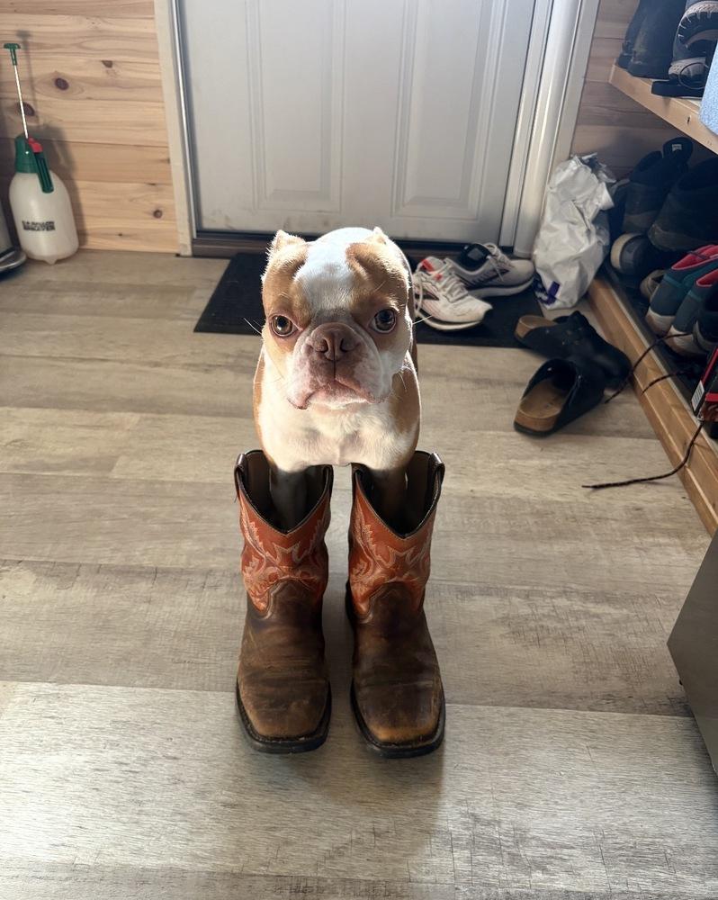 Enlarge Alvin Simon Theodore - AKA Simon - Tampa FL, a Adoptable Boston Terrier in Maryville, TN image 3/5