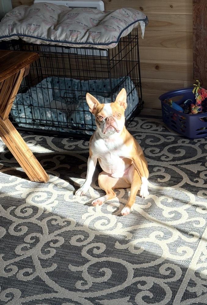 Enlarge Alvin Simon Theodore - AKA Simon - Tampa FL, a Adoptable Boston Terrier in Maryville, TN image 4/5