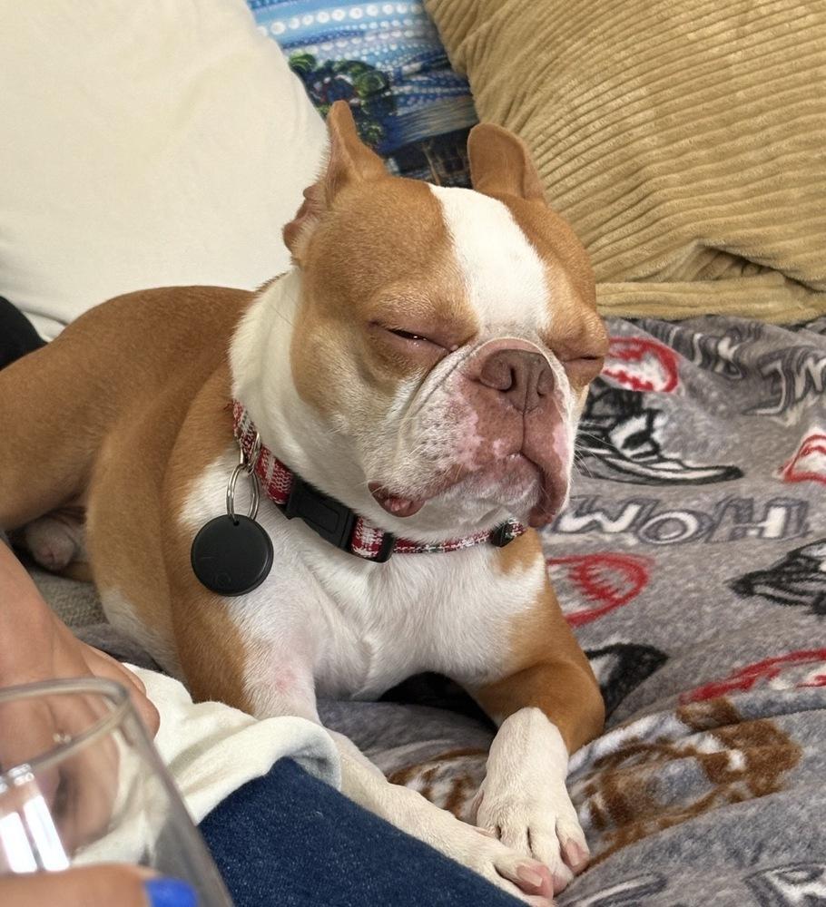 Enlarge Alvin Simon Theodore - AKA Simon - Tampa FL, a Adoptable Boston Terrier in Maryville, TN image 5/5