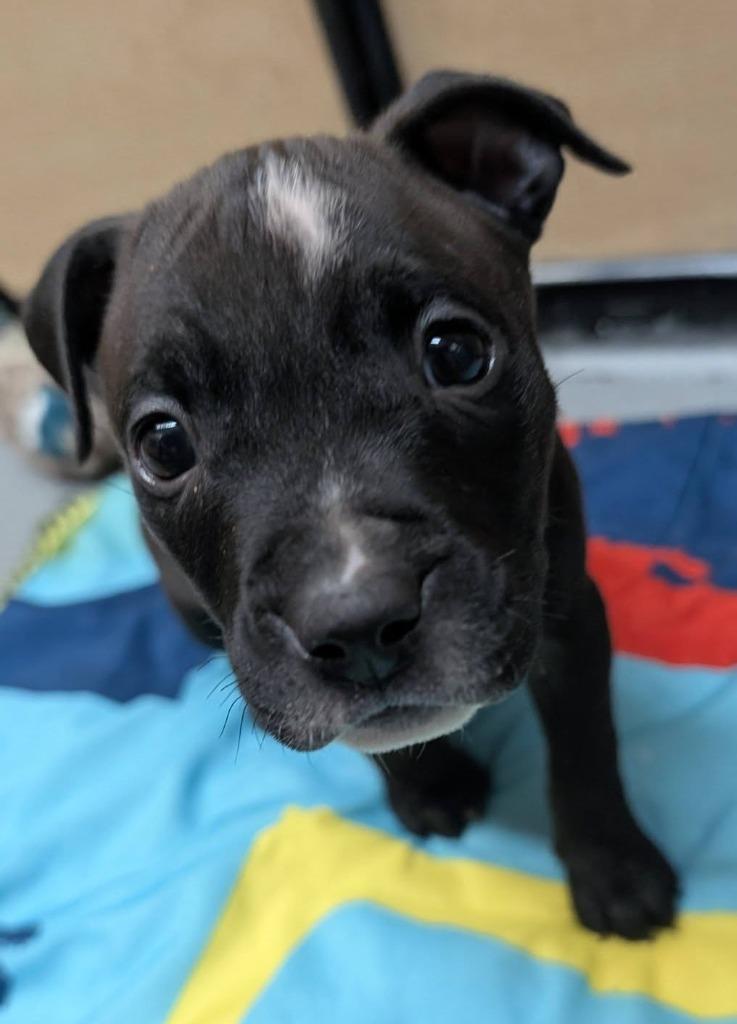 Enlarge John, a Adoptable mixed breed in Warren, MI image 1/6