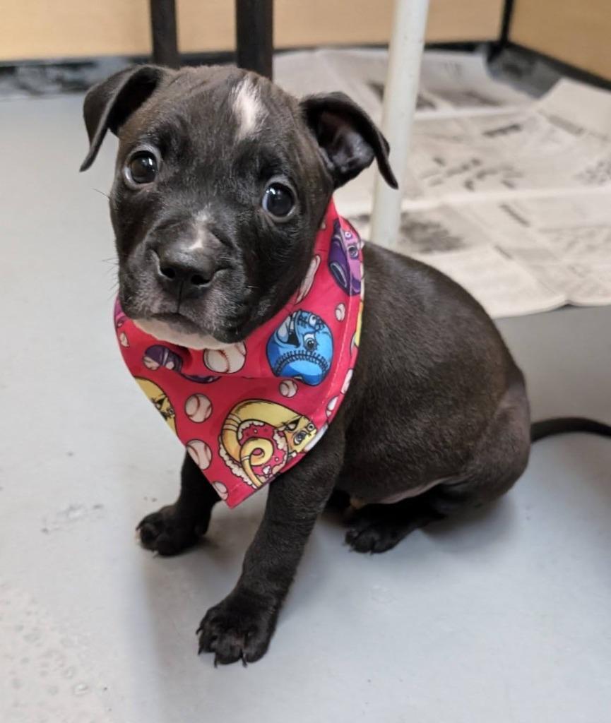 Enlarge John, a Adoptable mixed breed in Warren, MI image 3/6