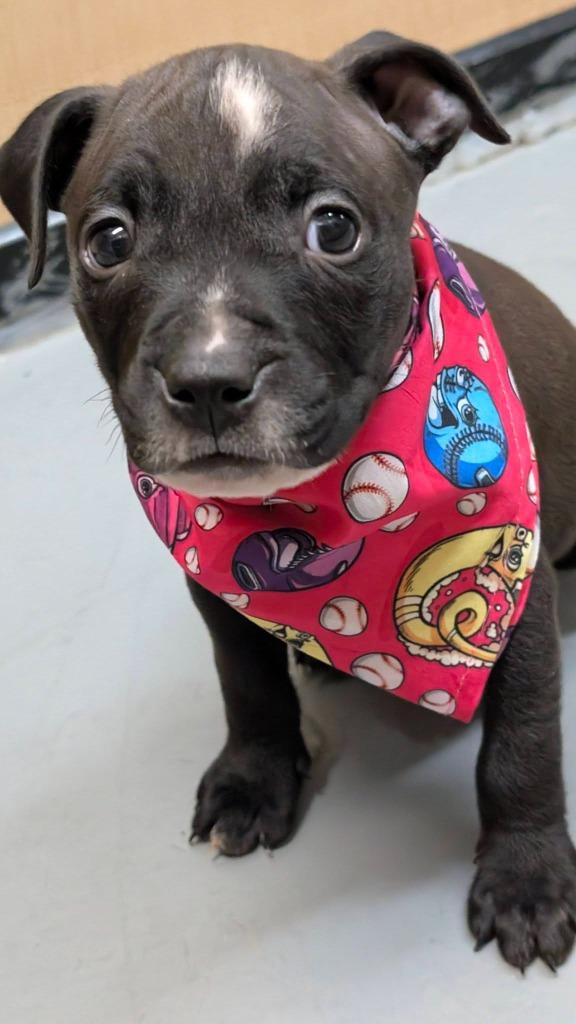 Enlarge John, a Adoptable mixed breed in Warren, MI image 4/6