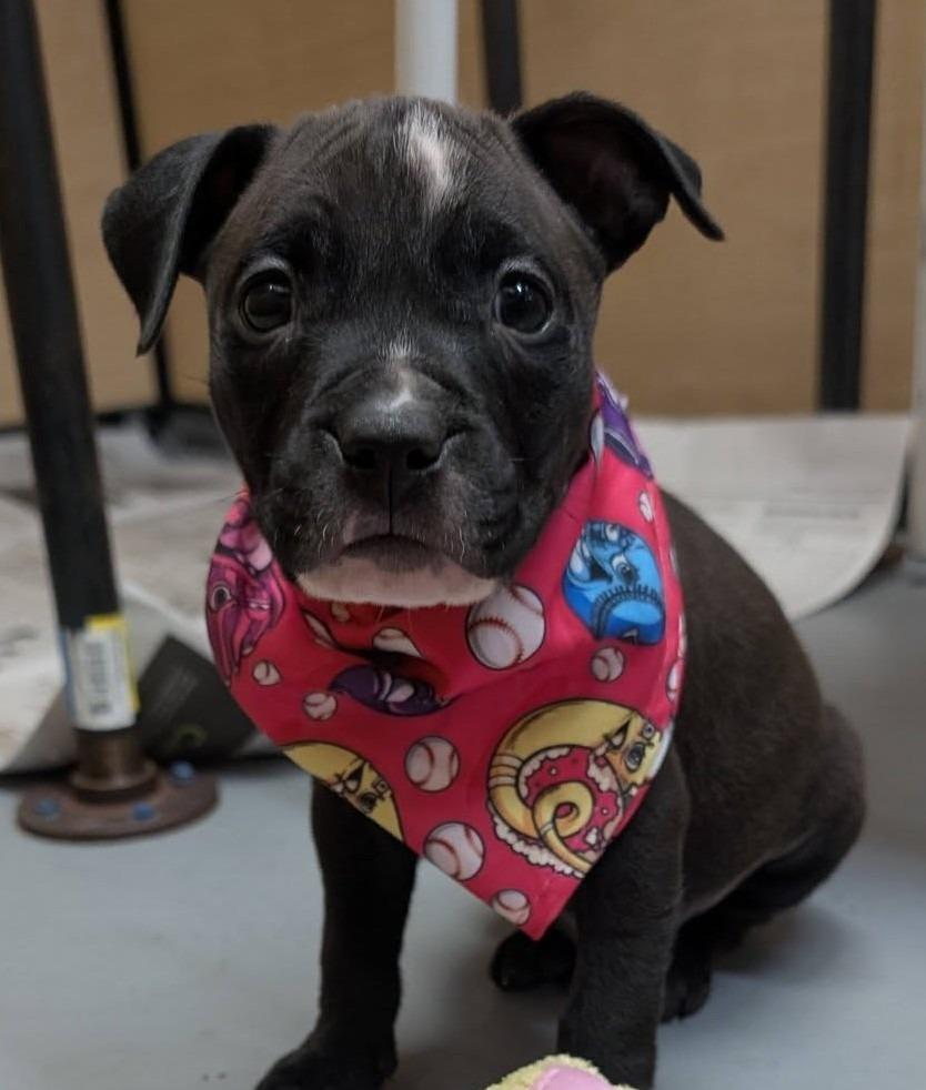 Enlarge John, a Adoptable mixed breed in Warren, MI image 5/6