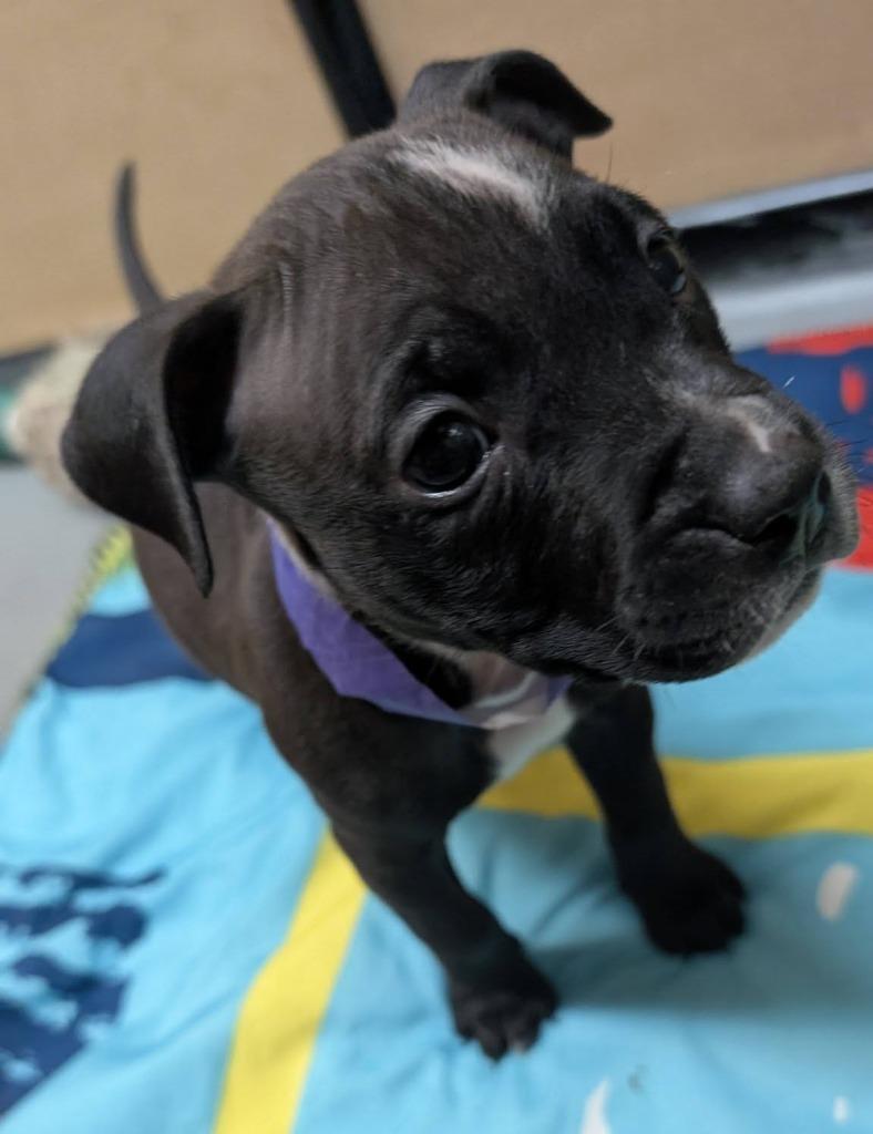 Enlarge John, a Adoptable mixed breed in Warren, MI image 6/6