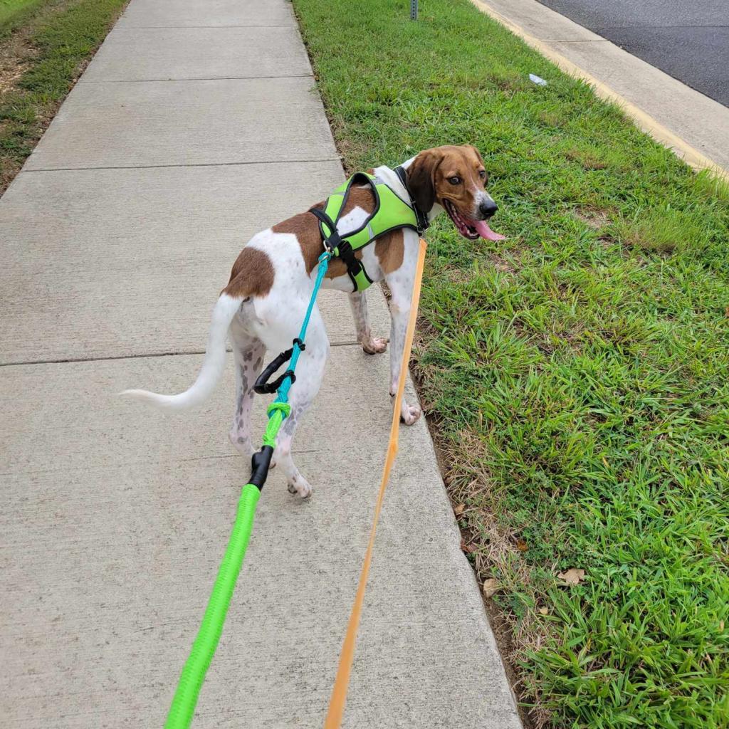 Enlarge Neal, a Adoptable Mixed Breed in Fredericksburg, VA image 3/5
