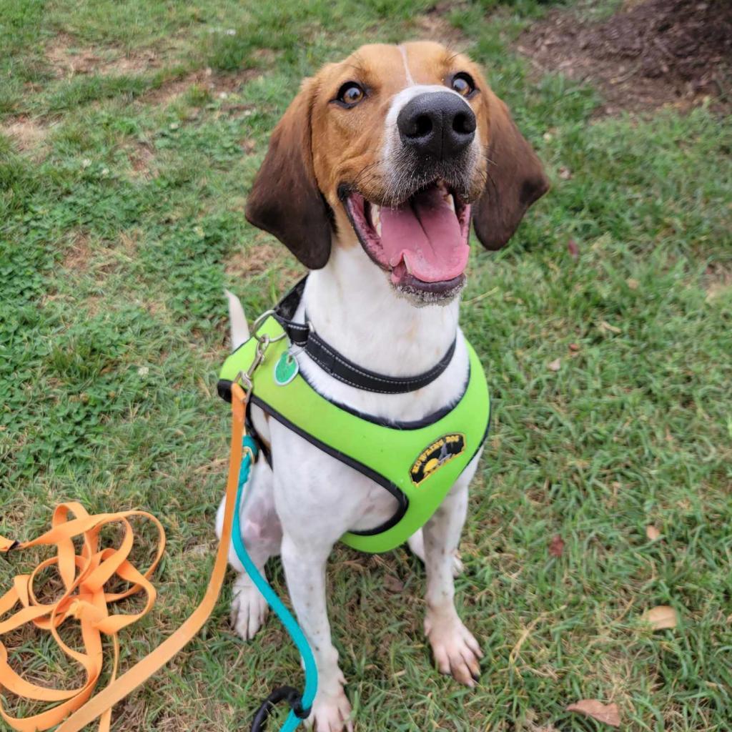 Enlarge Neal, a Adoptable Mixed Breed in Fredericksburg, VA image 4/5